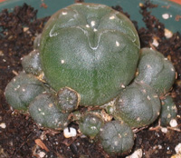 Lophophora Williamsii var. Caespitosa 4cm